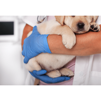 病院で…診察台に乗らない犬。すると「あらら…？」まさかの状態の姿に「乗るんかーい！」