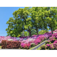 【画像ギャラリー】穀雨のころのヒルトップと「まさかの食材」