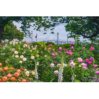 【GW2026】バラ1,900株が見頃…横浜ローズウィーク5/2から