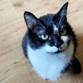 ネコ虐待のズマは見習え！試合に乱入した猫を丁重に扱う3部選手が話題に 画像