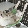 動物虐待摘発21年最多170件 画像