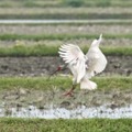 トキ放鳥、候補地の公募開始 画像