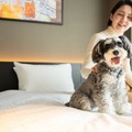 京都に愛犬と泊まれるホテル「hotel anddoggy京都二条」犬が走れるラウンジ＆カフェも併設 画像