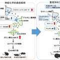 自閉スペクトラム症の新たな病態メカニズムを解明、藤田医科大らの研究 画像