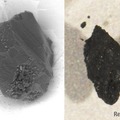 （左）イトカワの粒子、（右）リュウグウの粒子