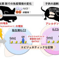 妊娠中の喘息・子供の喘息悪化のメカニズム解明…九州大 画像