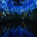 新作展示「教会跡に増殖する無量の生命 - A Whole Year per Year」(C)チームラボ