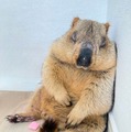 寝落ちするヒマラヤマーモット／マーモット村／提供画像