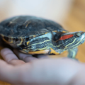 家の中で放飼いしていた亀　その後、予想外な居場所に「プッ」「居心地よさそう」