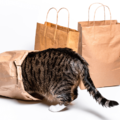 買い物から帰宅した飼い主　愛猫が盗んだまさかの物に「食べれるんだ！」 画像