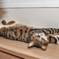 日向ぼっこをする愛猫。予想外な事が起きるも”冷静で”…「愛おしい」「かわいい」 画像