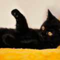 ベッドで寝ていると愛猫が上に乗ってきて…→可愛い行動に「まるで握手」