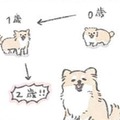 愛犬むっくの誕生日…楽しいことがいっぱいあるらしいと理解した様子だが？【うちのむっくはいつも楽しそう #10 】 画像