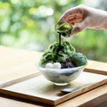 静岡でお茶×かき氷のご当地スイーツ“茶氷”に親しむ「茶氷プロジェクト」62店舗が個性あるメニュー提供 画像