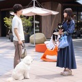 【初恋DOGs 第1話】愛子（清原果耶）＆快（成田凌）、愛犬同士が恋に落ちる 画像