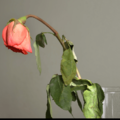 瀕死状態だった薔薇の苗　2年後の姿に…「満開の美しい花」「植物は本当に強い」 画像