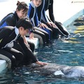 イルカとの触れ合いのようす