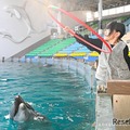 Play with Dolphin