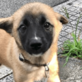 雑種の子犬を引き取った私　飼い始めた3ヶ月後…→まさかの変貌に「急激な成長」「可愛さは変わらない」 画像