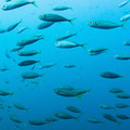 【観察】海の生き物を観察しよう