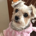 ご飯待ちの愛犬…いつもはお座りだけど⇒ご飯直前に”まさかのポーズ”で「ごめんね」「かわいすぎ！」