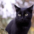 痩せ細った野良の黒猫　子猫を連れてきたので保護すると⇒まさかの展開に「すっかりメロメロ」