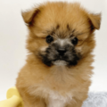 ペットショップで一目惚れした愛犬　昔の写真を見返すと⇒成長した後の変貌に「驚いた」「笑顔になった」 画像