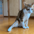 2階のベランダから落ちた愛猫　病院では異常なく家に帰ると…⇒まさかの様子に「すごいな～」「甘えたかったのかな」 画像