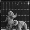 1902年に発明された最初の テディベア“55PB”