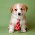 嫌いな上司の前では「子犬になる」のが正解⁉ 総資産「数百億円」を築いた実業家が実践した「苦手な人との関わり方」 画像