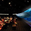 3D Okinawa Churaumi Aquarium