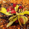 ハエトリソウ（モウセンゴケ科） 学名：Dionaea