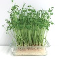 野菜なのにたんぱく質が豊富⁉「豆苗」の栄養、実はすごかった！医師が健康メリットを解説