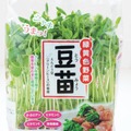 その豆苗、本当に新鮮？ プロが教える「おいしい豆苗」の見分け方と長持ちさせる保存術 画像