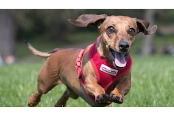 フリーキックが「犬に当たってゴール」で話題 画像