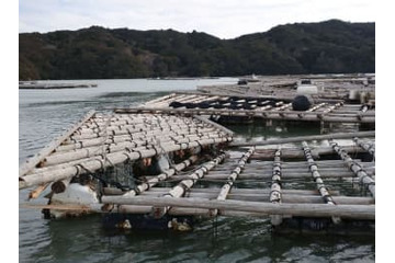 カキ養殖が津波で打撃、三重 画像