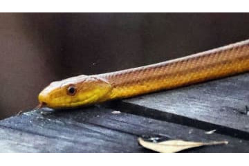 試合中、全長2メートルの大蛇が乱入！選手も大混乱に 画像