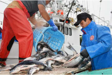 日ロ、サケ・マス漁業交渉へ調整 画像