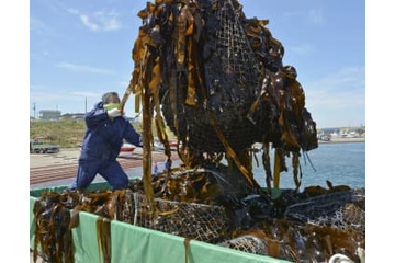 コンブ漁の日ロ交渉開始 画像