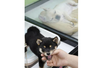 ペット商品市場、成長続く 画像