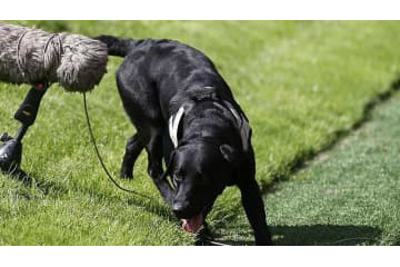 試合中に乱入したイヌ、女子選手に甘えまくる 画像