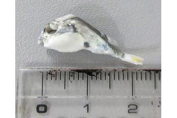 乾燥しらすにフグ混入恐れ 画像