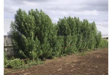 技能実習しながら大麻栽培疑い 画像