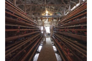 香川の養鶏場で鳥インフル 画像