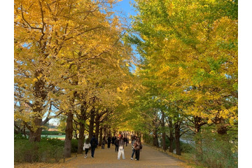 国営昭和記念公園、イチョウ並木が見ごろに 自然が織りなすトンネルを秋散歩 画像