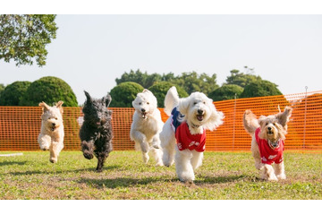 横浜赤レンガ倉庫で愛犬家向けイベント「赤レンガでわんさんぽ」マーケットにドッグラン、初のレース企画も 画像