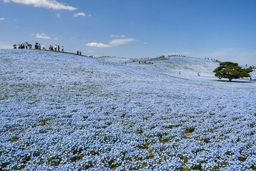 茨城・国営ひたち海浜公園で春のフラワーリレー、ネモフィラなど見頃迎える＜Flowering2025＞ 画像
