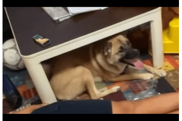 箱の中身が気になる愛犬　中身を取り出した瞬間⇒予想外の行動に「そんなに驚く？」「家族全員で大笑い」 画像