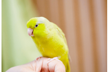 好奇心旺盛なインコ　帰宅すると”まさかの物”をくわえ…→「やってくれたなぁ！」「笑った」 画像