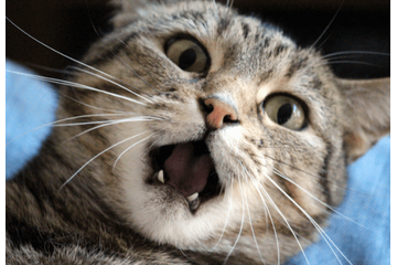 いつも飼い主に擦り寄る猫　しかし帰ってきた瞬間⇒猫「くさっ！」まさかの理由に「え？」「そんなに？」 画像
